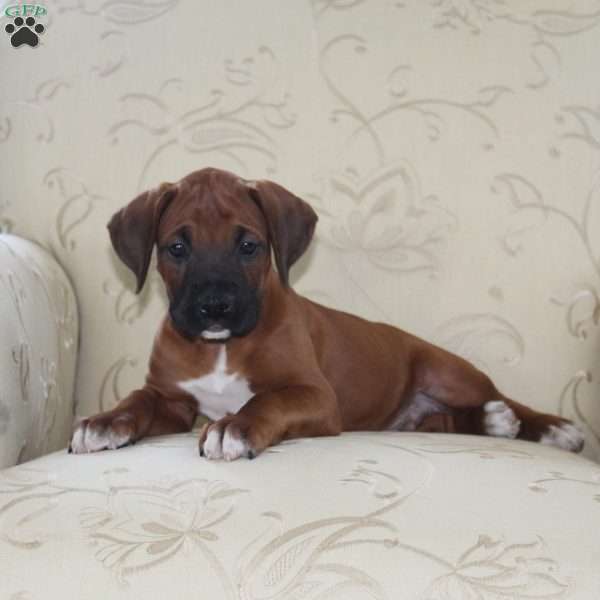 Buick, Boxer Puppy
